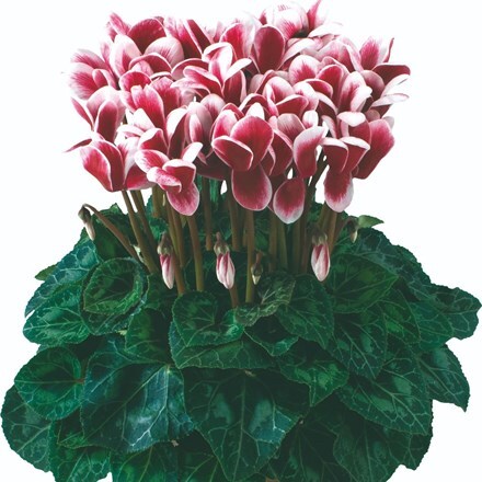Picture of Cyclamen Fantasia® Deep Magenta (Latinia Series)