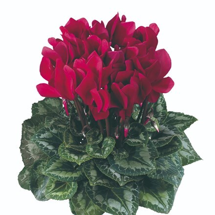 Picture of Cyclamen Success® Deep Magenta (Latinia Series)