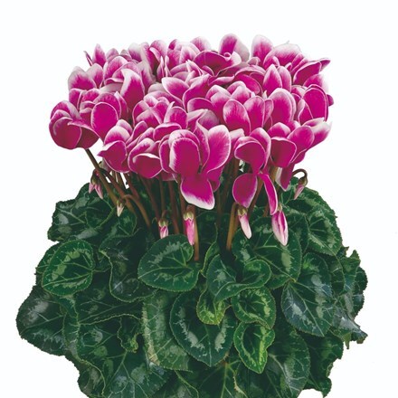 Picture of Cyclamen Fantasia® Purple (Latinia Series)