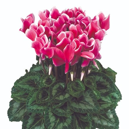 Picture of Cyclamen Fantasia® Deep Rose (Latinia Series)