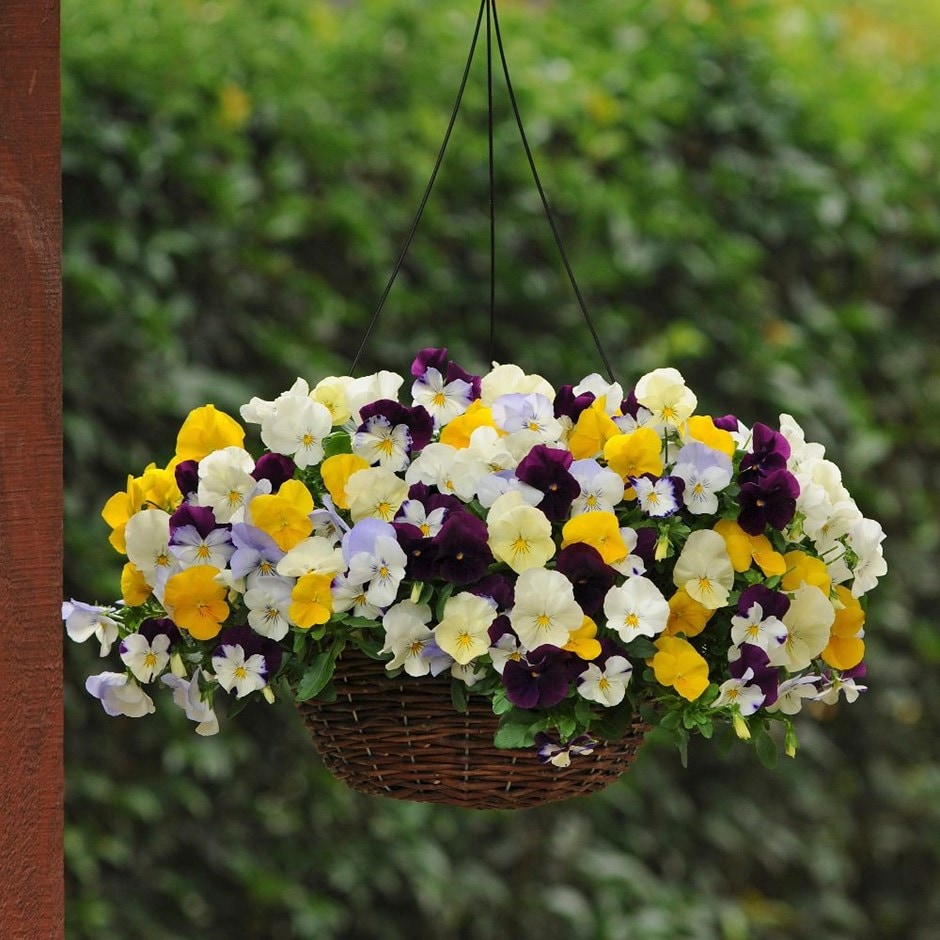 Pansy Cool Wave - Easyplanter for hanging baskets & patio pots