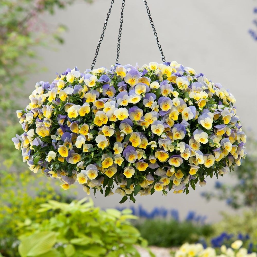 Blueberry swirl pansies - Easyplanter for hanging baskets & patio pots