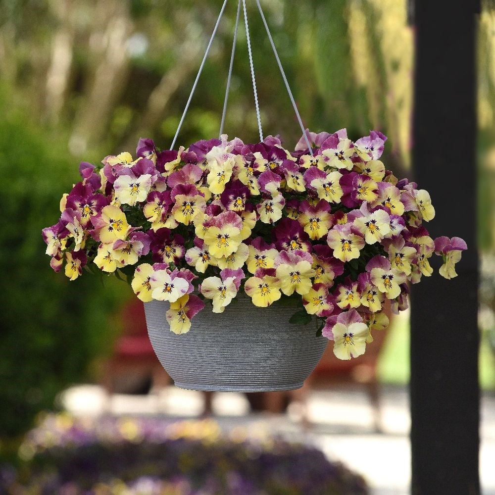 Strawberry swirl pansies - Easyplanter for hanging baskets & patio pots