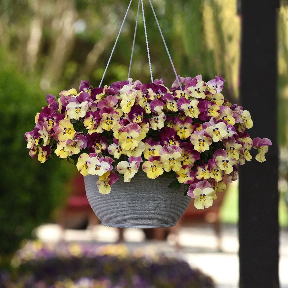 Strawberry Swirl Pansies - Easyplanter for hanging baskets & patio pots