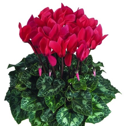 Picture of Cyclamen Success® Deep Salmon (Latinia Series)