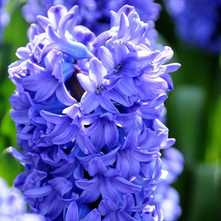 Hyacinthus orientalis 'Delft Blue' - potted bulbs