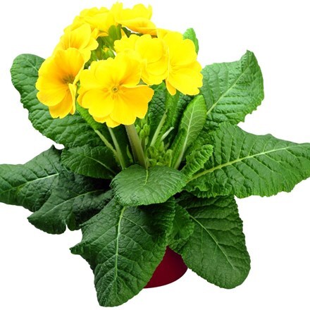 Picture of Polyanthus Supernova Yellow (Supernova Series)