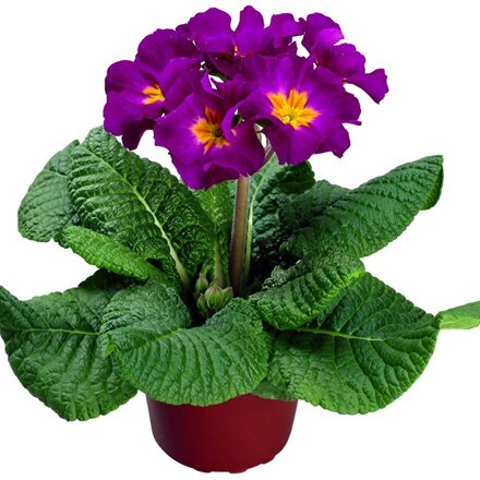 Picture of Polyanthus Supernova Purple Bicolour (Supernova Series)