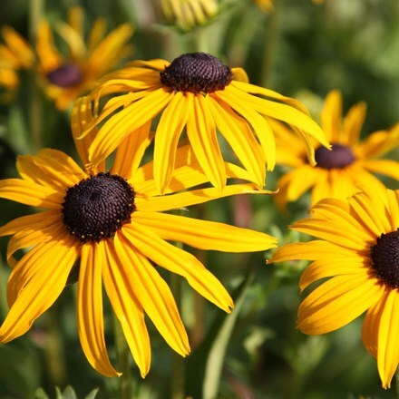 Picture of Rudbeckia fulgida var. sullivantii Goldsturm