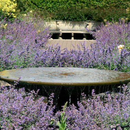 Picture of Nepeta Six Hills Giant