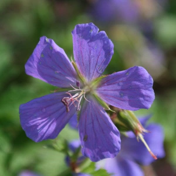 Geranium himalayense Gravetye