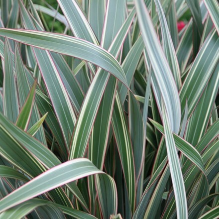 Picture of Phormium cookianum subsp. hookeri Tricolor