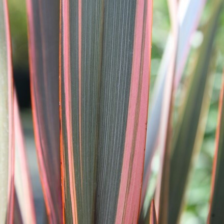 Picture of Phormium Sundowner