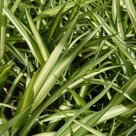 Picture of Phormium Yellow Wave