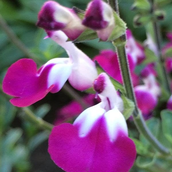 Salvia Cherry Lips ('Dysceri') (PBR)