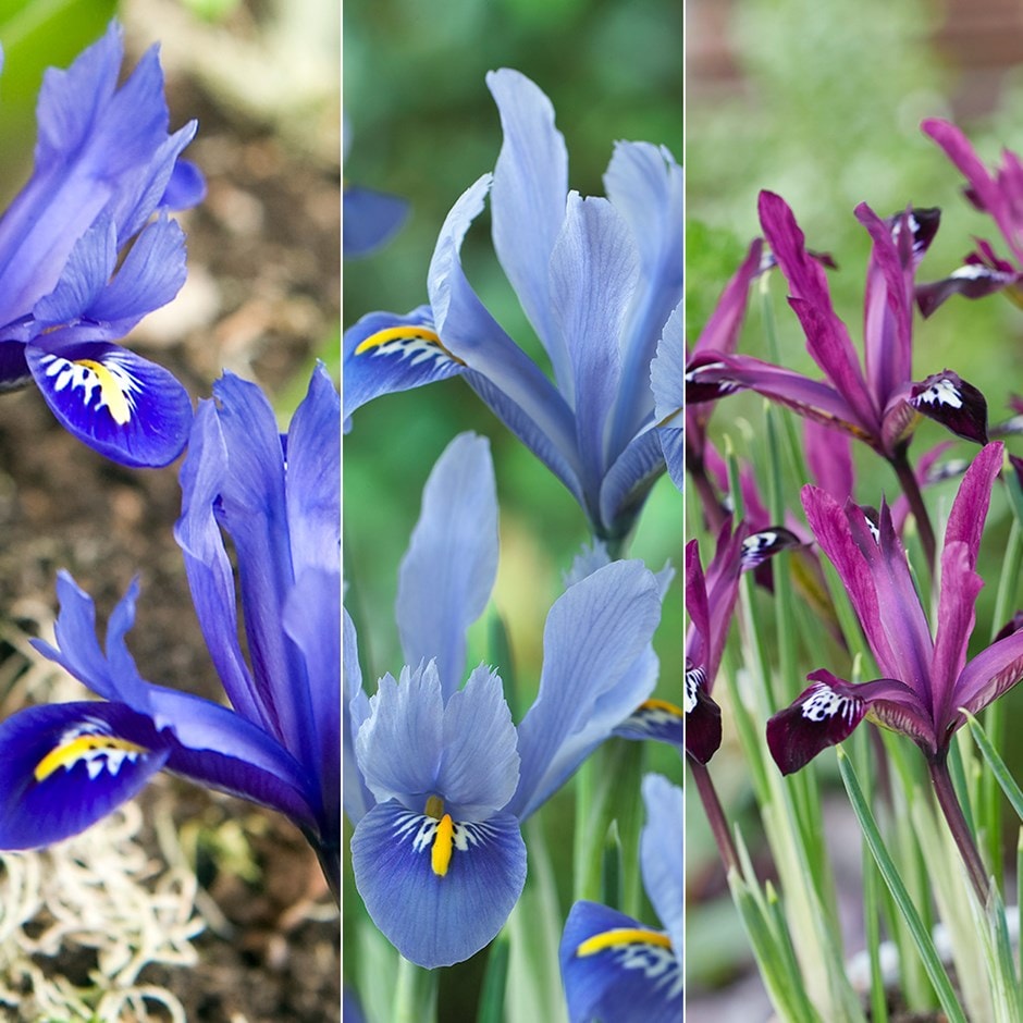 Iris reticulata collection