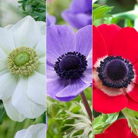 Anemone red, white, blue Jubilee collection