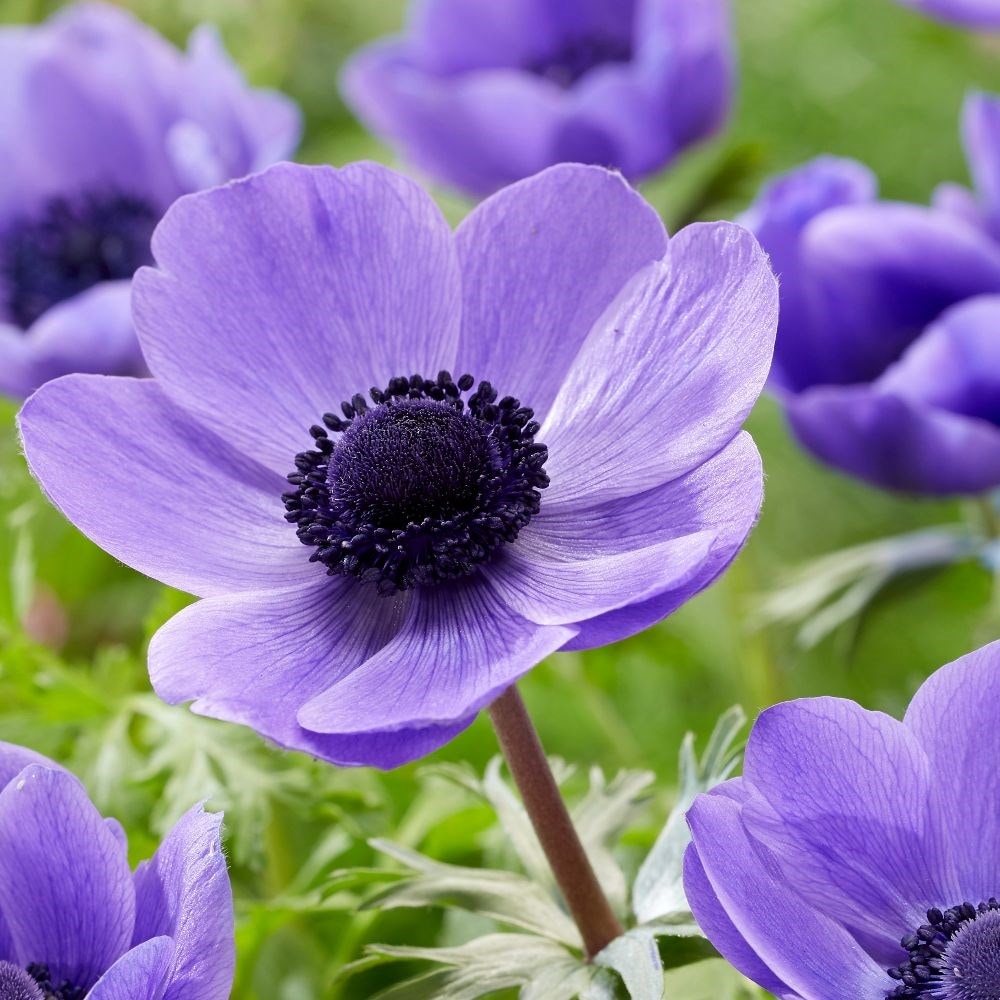 Patriotic garden anemone collection