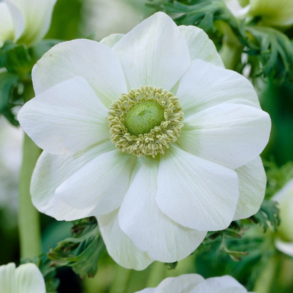 Patriotic garden anemone collection