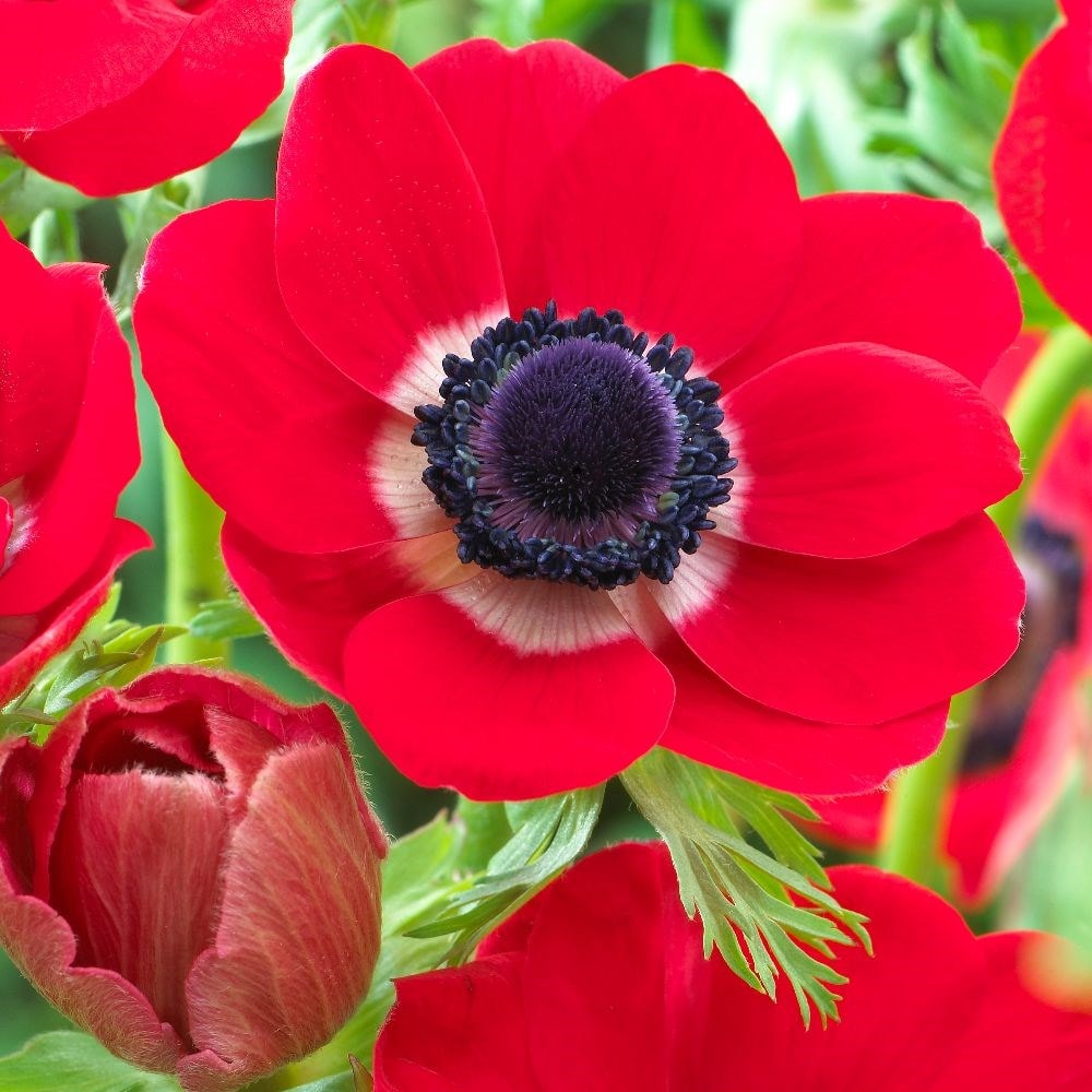 Patriotic garden anemone collection