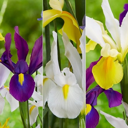 Dutch iris collection