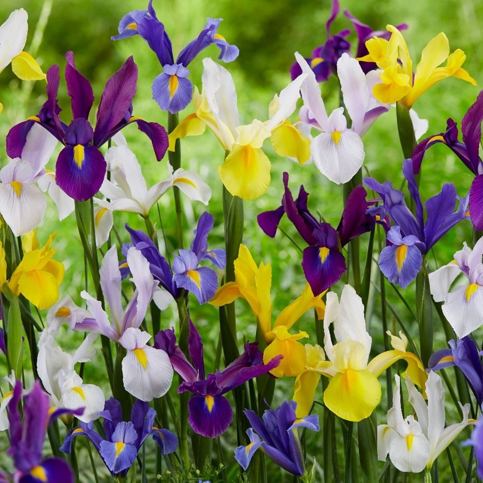 Dutch iris select growers mixture