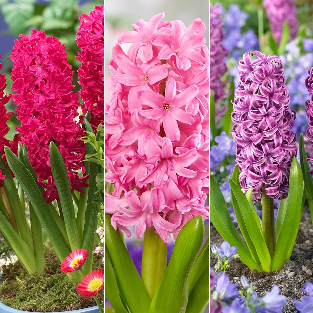 Hyacinth garden deals