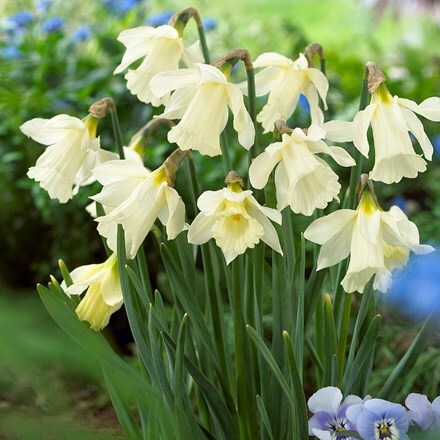 Picture of Narcissus moschatus