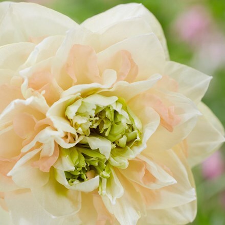 Picture of Narcissus Pom Pom Rose