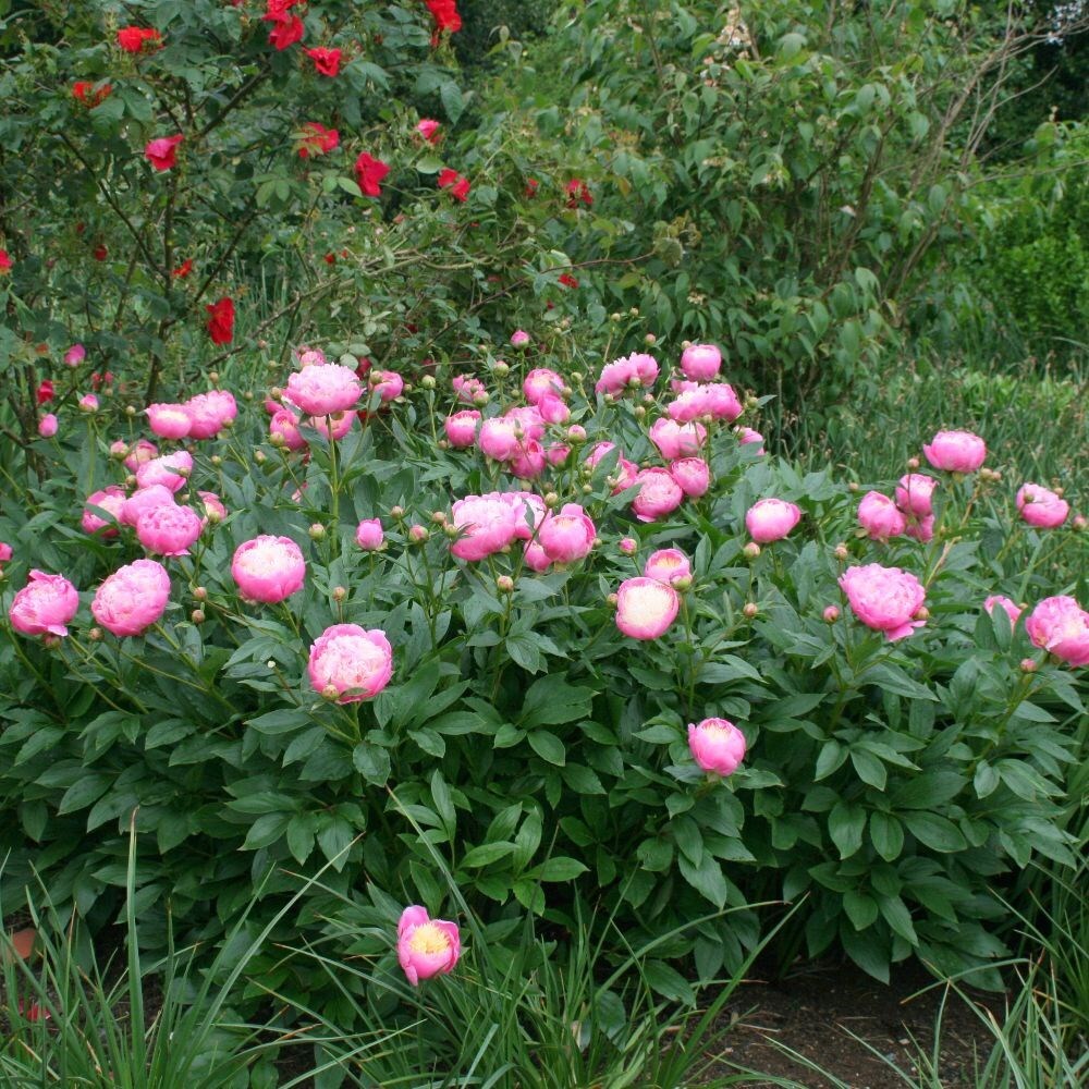Buy Paeony Or Peony Paeonia Lactiflora Bowl Of Beauty Delivery By Waitrose Garden