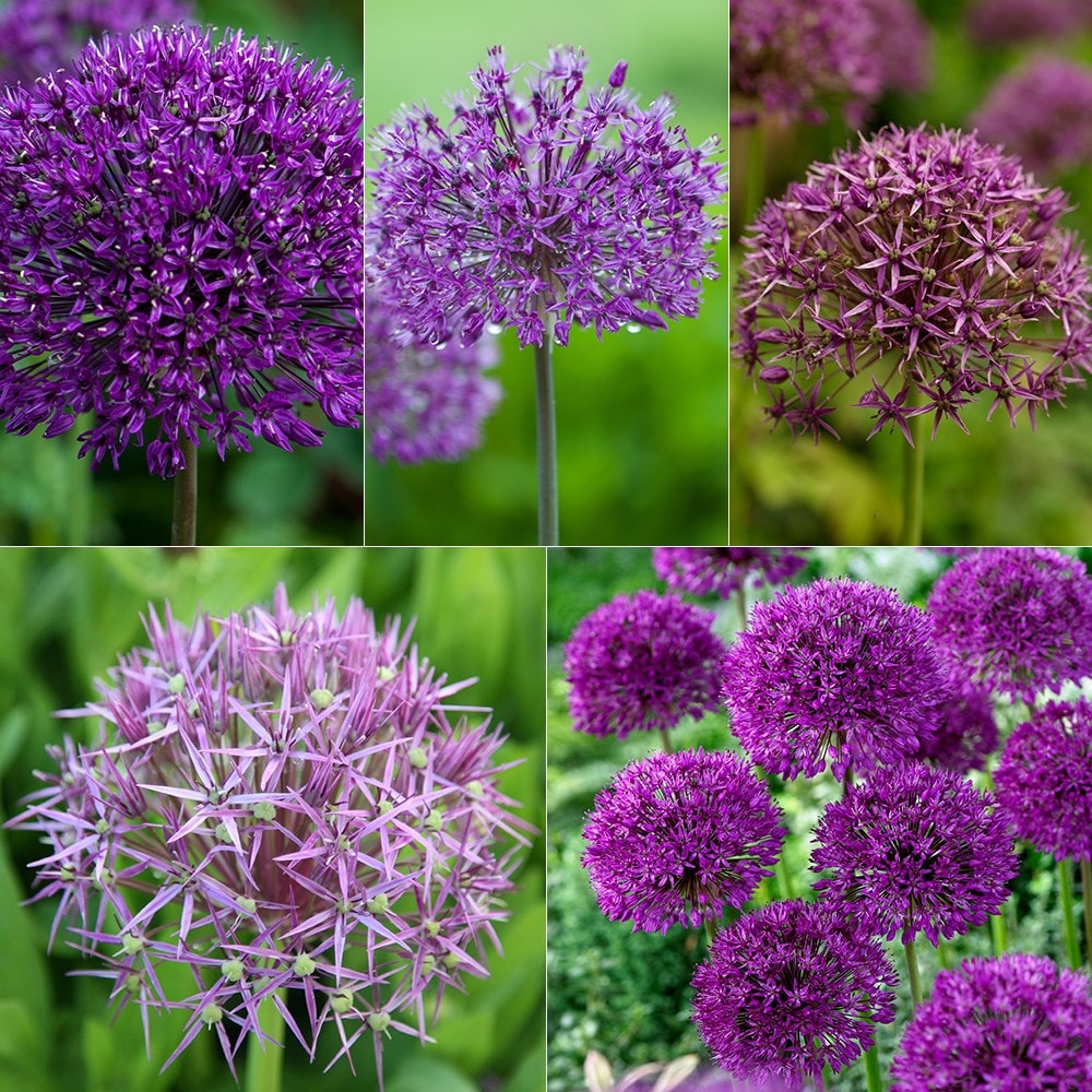 Product options image