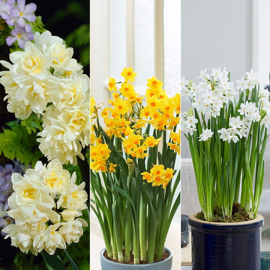 Fragrant indoor daffodil collection