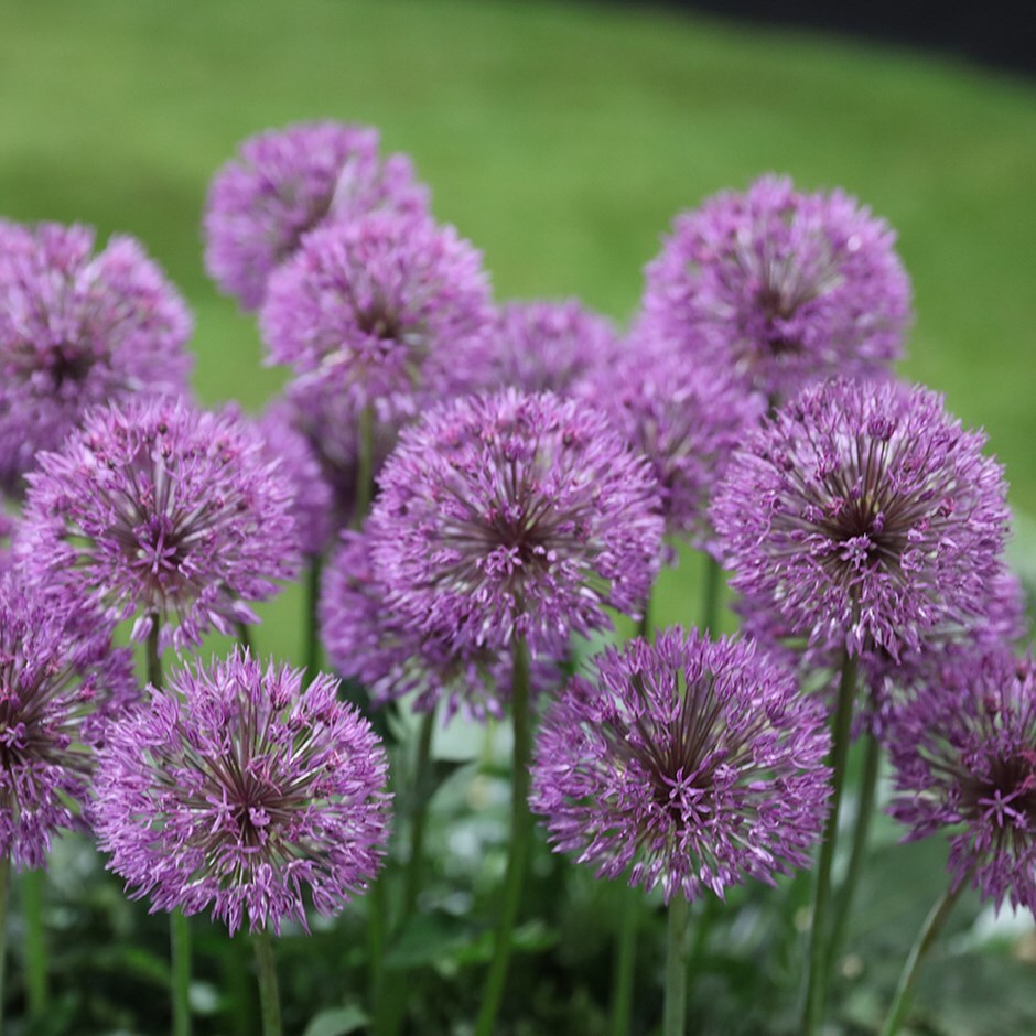 Buy ornamental onion or allium bulbs Allium 'Powder Puff'
