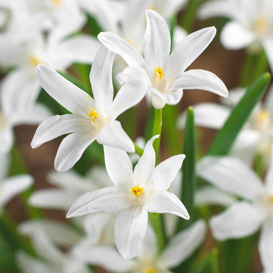 Product options image