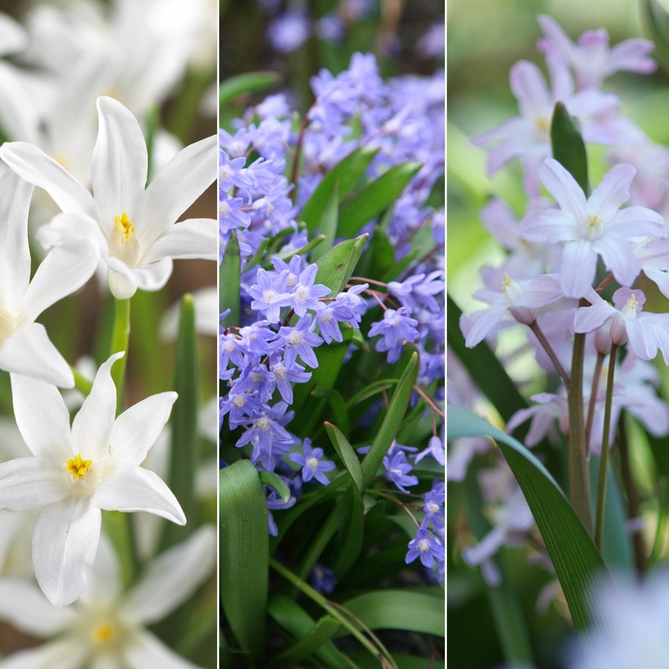 Product options image