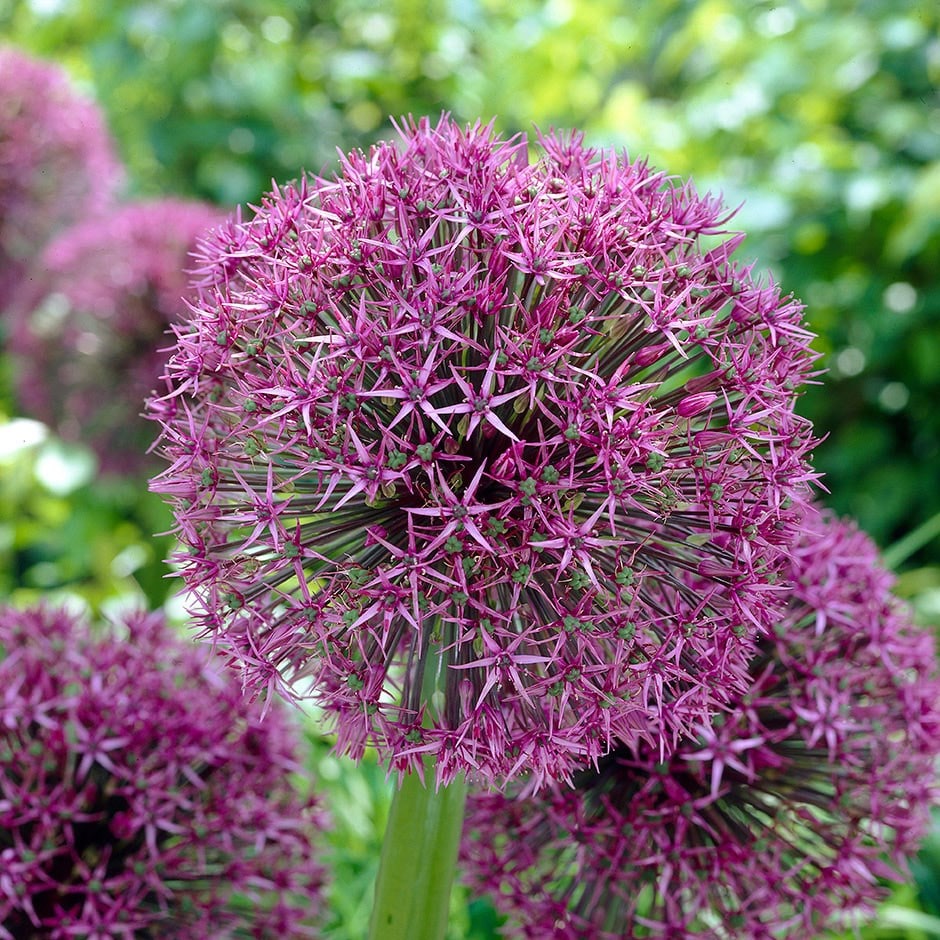 ornamental onion or allium bulb