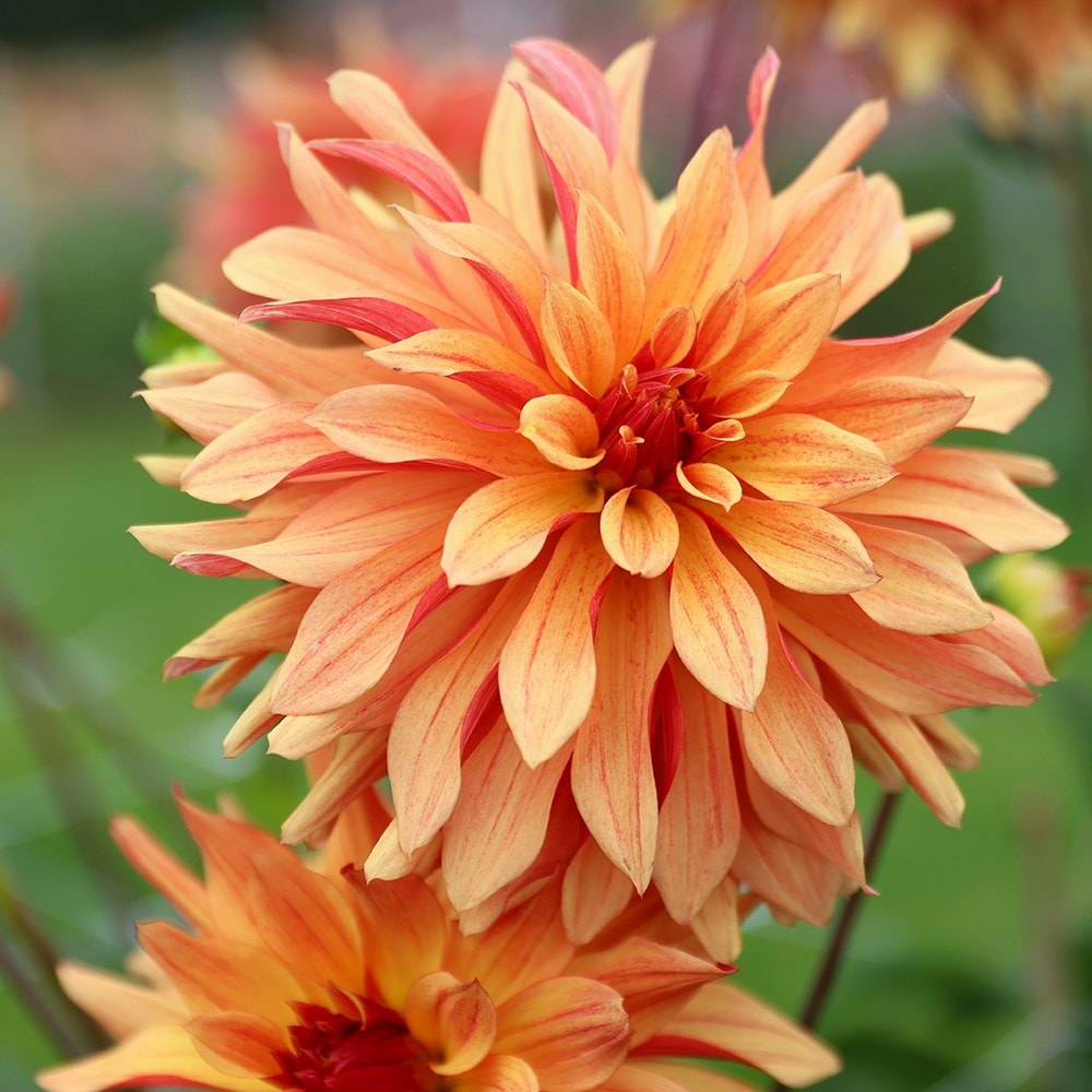 Product options image