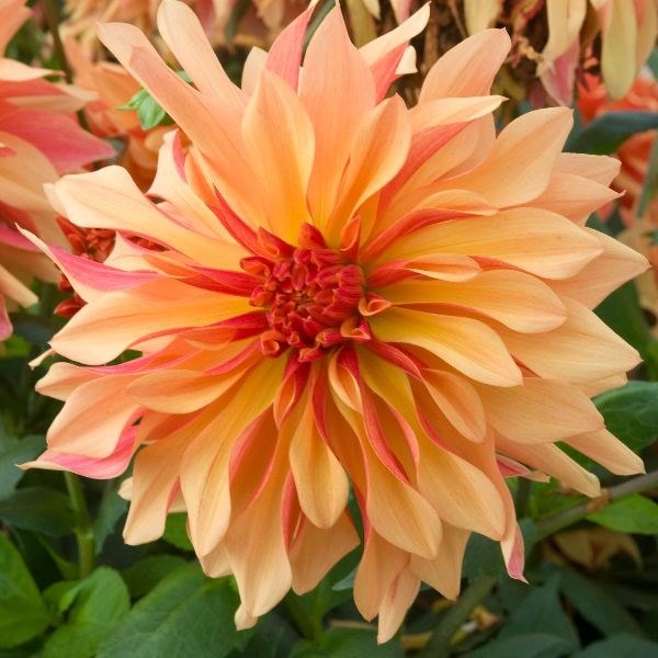 Dahlia French Cancan