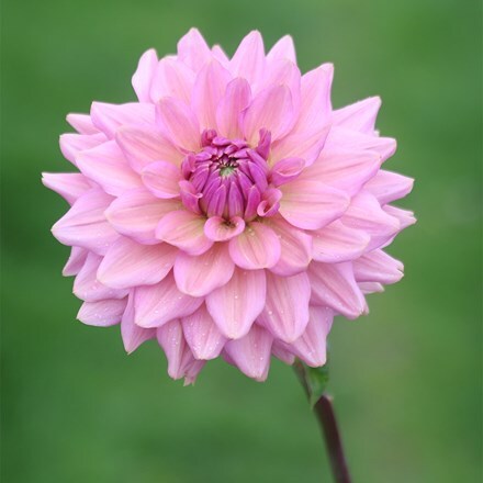 Dahlia La Belle Epoque