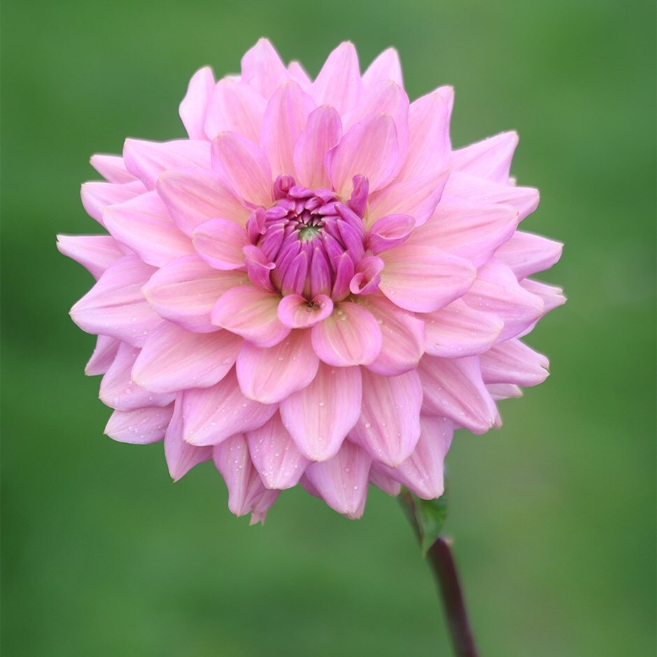 decorative dahlia