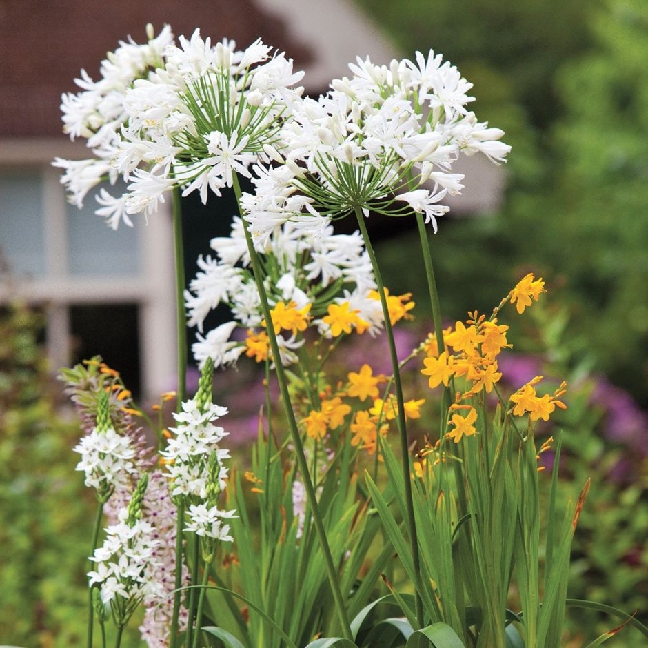 <i>Agapanthus</i> 'Polar Ice'