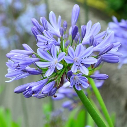 Picture of Agapanthus Dokter Brouwer