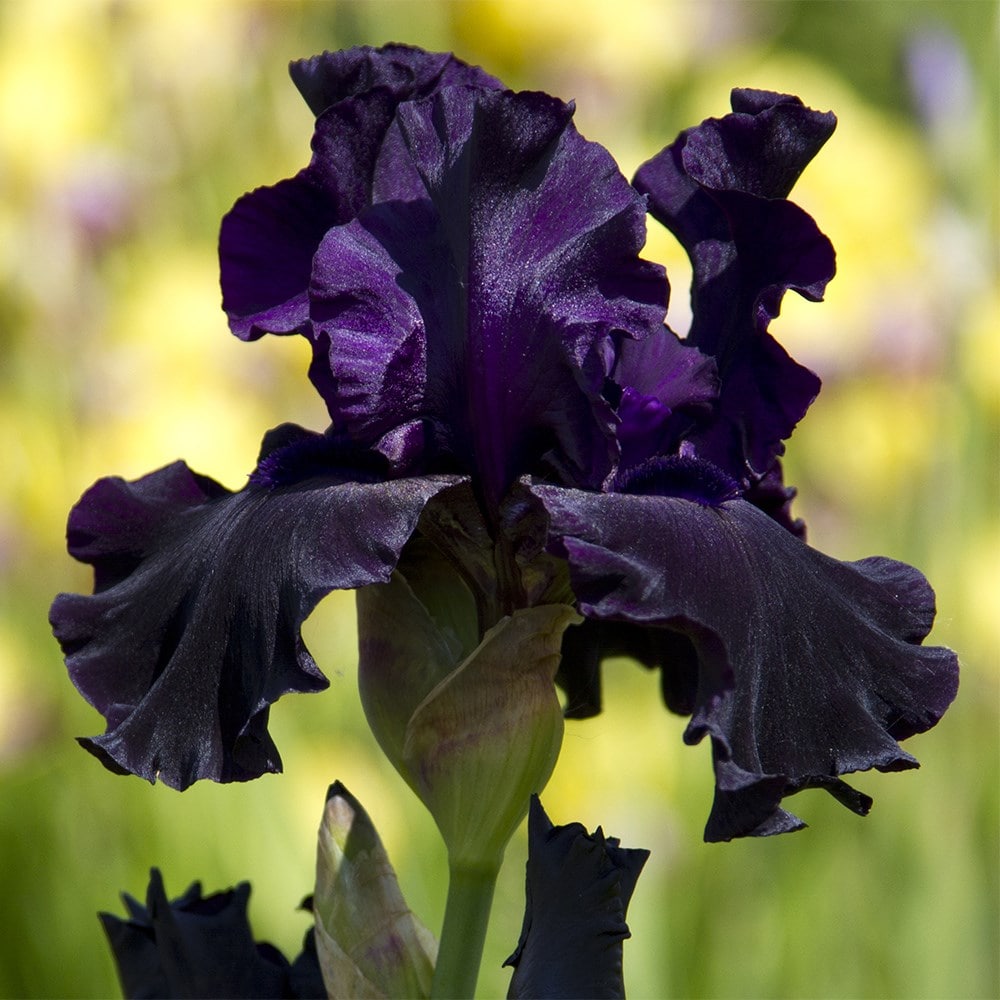 Product options image