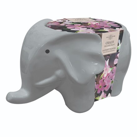 Picture of Elephant planter gift set