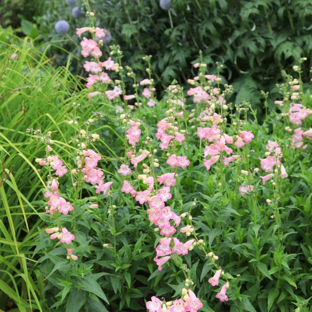 Buy beard tongue Penstemon 'Apple Blossom' Delivery by