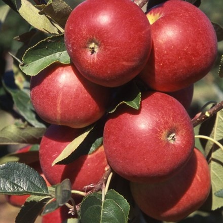 Picture of apple Scrumptious