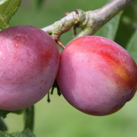Picture of plum Victoria