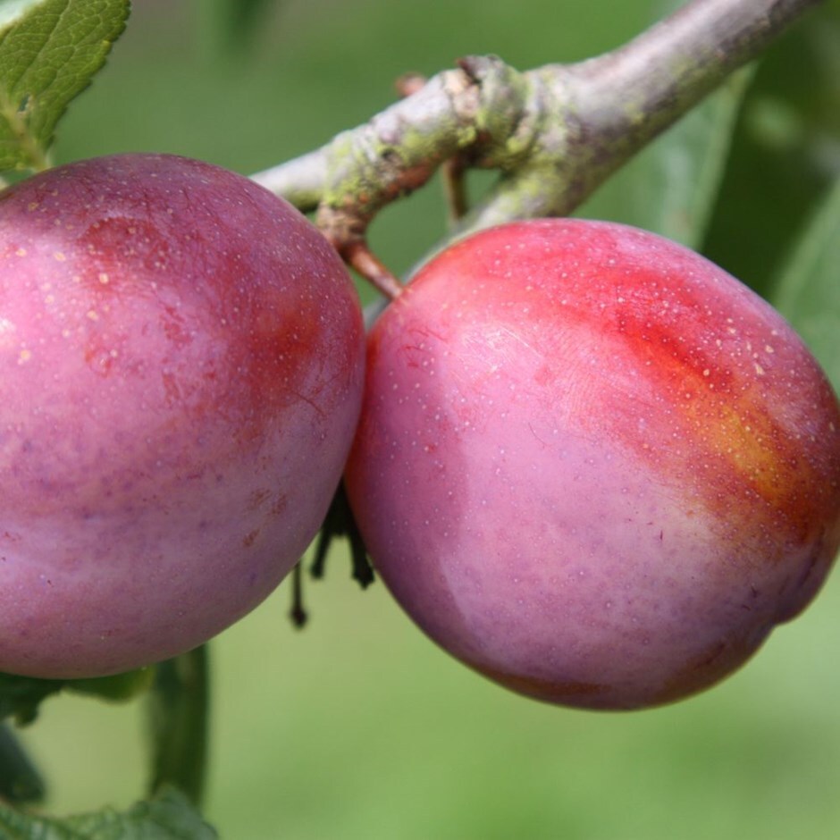 Buy plum Victoria plum Victoria £74.99 Delivery by Crocus