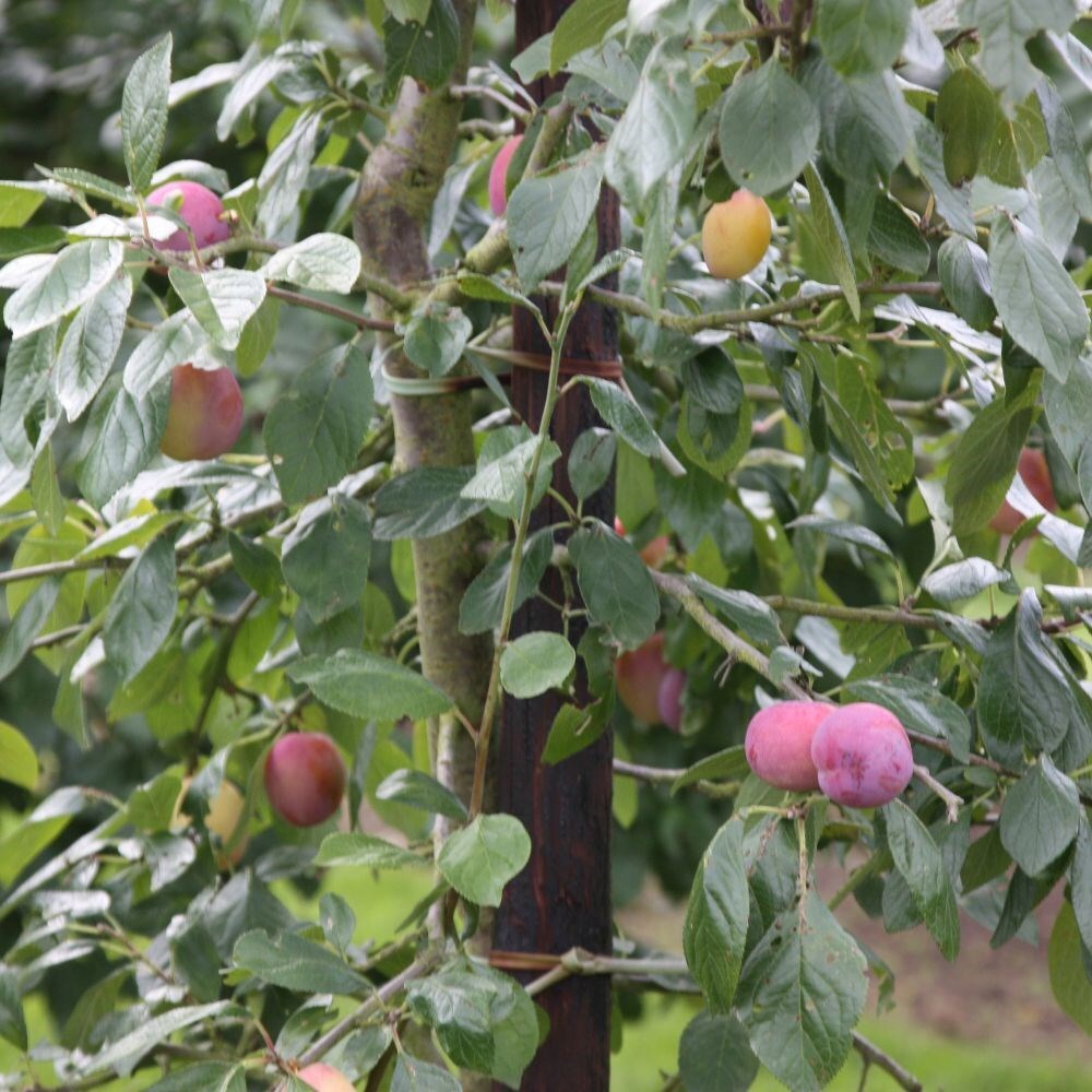 Buy plum Victoria plum Victoria £74.99 Delivery by Crocus