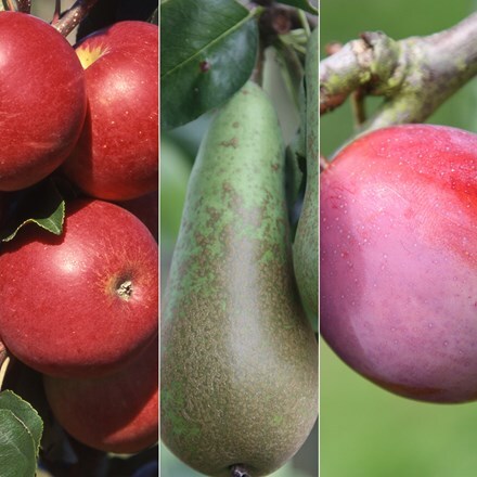 Picture of Award-winning orchard starter collection
